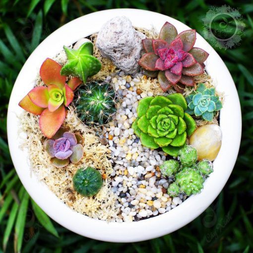 Tiểu cảnh gốm sứ 12