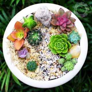 Tiểu cảnh gốm sứ 12
