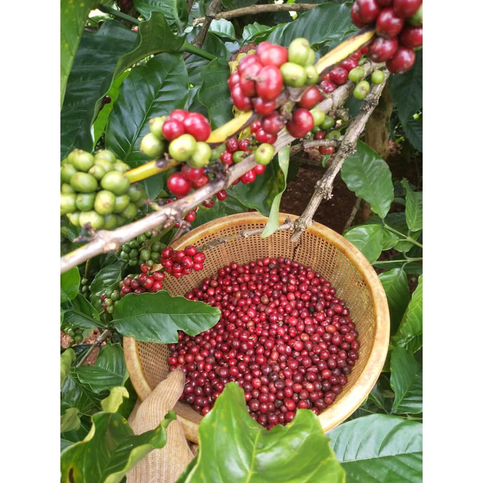 Cà Phê Phin Giấy  Arabica & Robusta Rang Mộc - Nguyên Chất Gu Việt –  hộp 96g (6gói x16g) | BigBuy360 - bigbuy360.vn