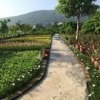 khóm củ Huệ mưa