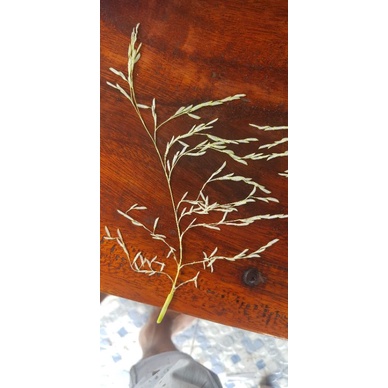 Mập Đòng, Cứng Cây