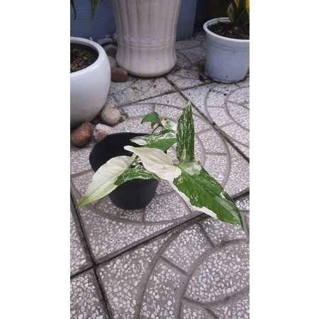Cây Trầu Bà Đột Biến, Tróc bạc Syngonium Podophyllum Albo Variegata