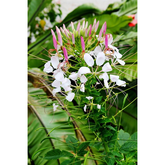 2.000 hạt giống hoa Túy Điệp /mix màu