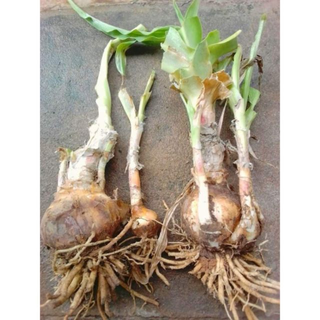 Củ/ Lá cây TRINH NỮ HOÀNG CUNG hoa tím 10 năm