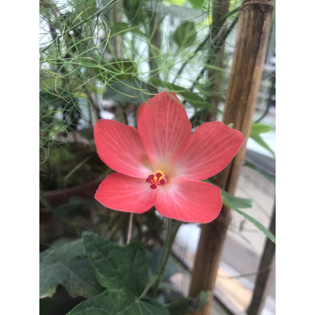 50 Hạt giống sâm bố chính
