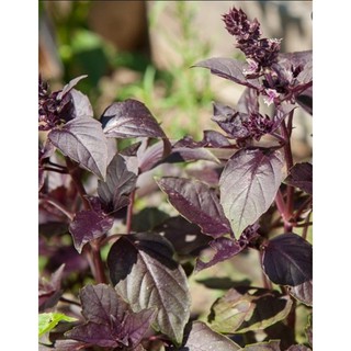 Hạt giống basil tím