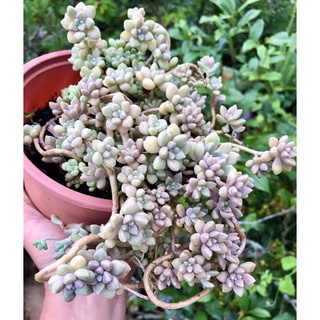 Sen đá kim tuyến cành thụ đẹp chậu 12cm