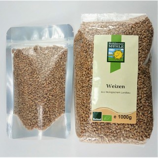 Hạt giống mạ lúa mỳ hữu cơ chia nhỏ