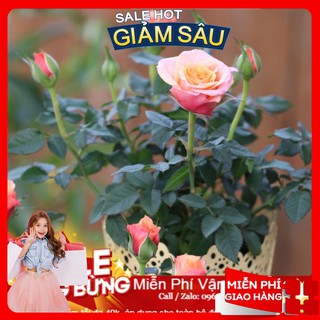Hạt Giống Hoa Hồng Tỉ Muội - 10 Hạt / Gói
