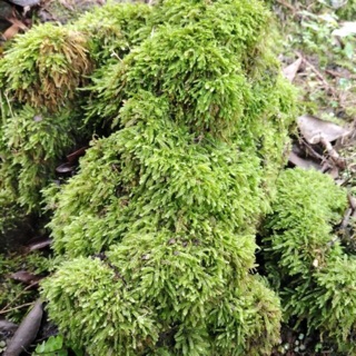 Rêu rừng cho anh em chơi bán cạn - 100 gram như hình