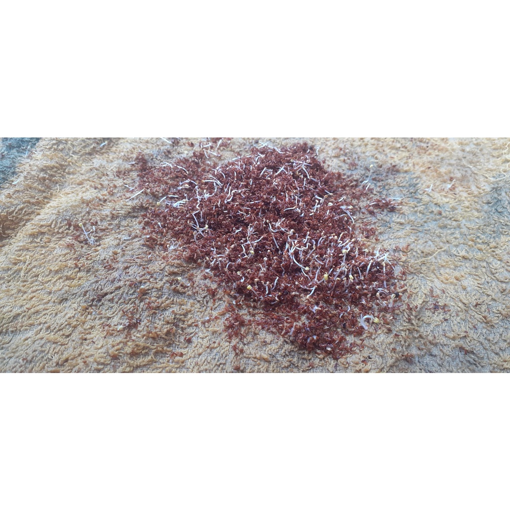 100 gram hạt bạch đàn trắng giống