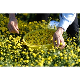 100g Trà hoa cúc chi hương cúc tiến vua , cúc sấy điện- cúc hoa tửu nghĩa trai văn lâm