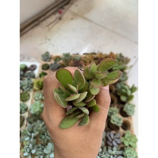 Combo 10 sen vỉ