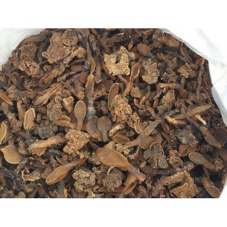 Nấm ngọc cẩu khô