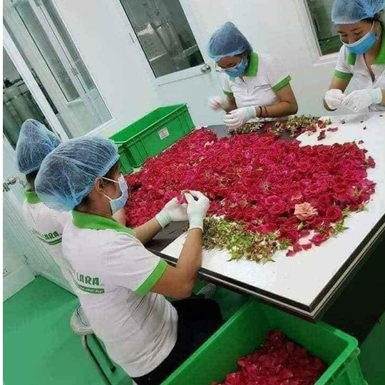 Nước Hoa Hồng QUYÊN LARA Làm Sạch Sâu Da Từ Bên Trong,Cấp ẩm-Se Khít Lỗ Chân Lông Giúp Làn Da Luôn Tươi Trẻ 100ml