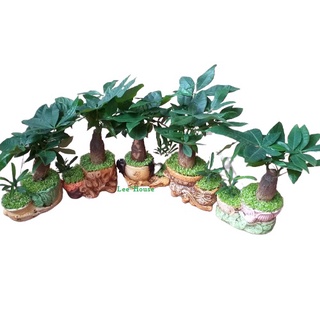 Cây Kim ngân tam lộc- 1 thân, 3 thân- phát tài, cây mini để bàn