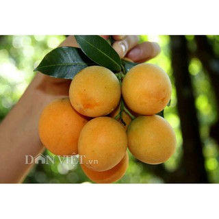 Cây Thanh Trà ngọt Năm Cập