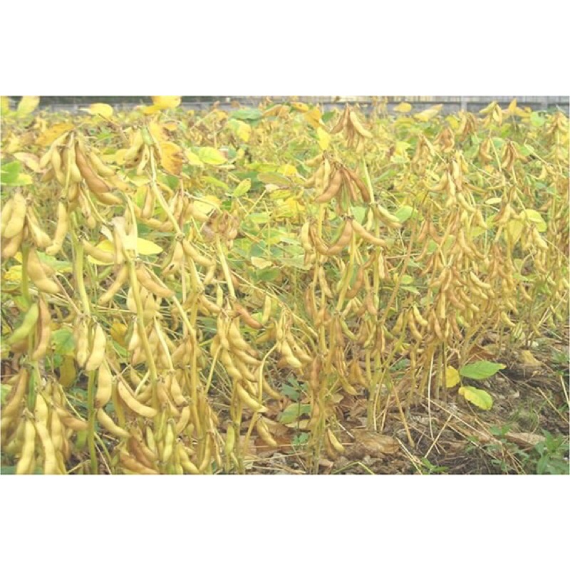 Đậu nành thuần chủng hữu cơ 1kg, đậu nành quê không chất bảo quản