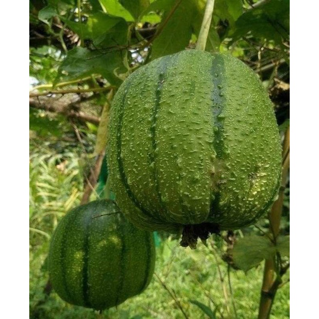 Hạt giống mướp táo