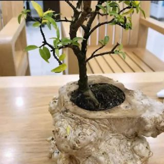 Chậu cây cảnh