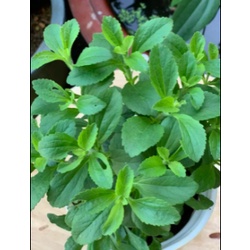 Chậu cây cỏ ngọt - cúc ngọt - Stevia-vườn của boss