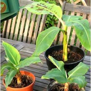 Hạt giống Chuối mini