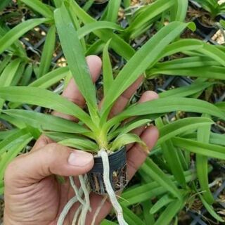 Hoa lan vanda lai ngọc điểm