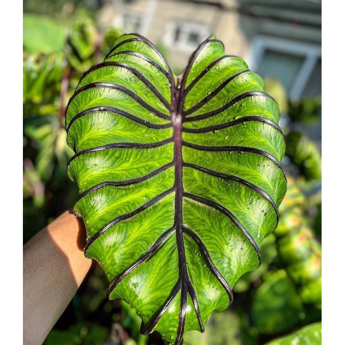 Chậu môn Pharaohs mask cực phẩm dòng colocasia