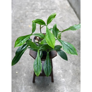 Trầu Bà Philodendron 69686
