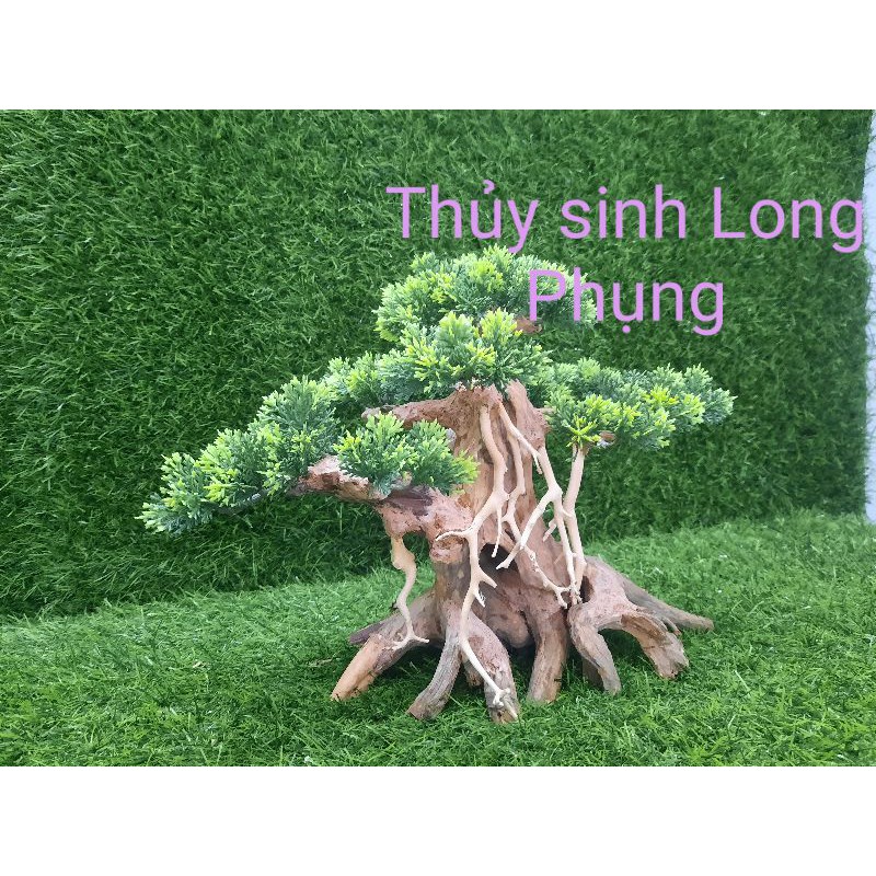 Lũa Bonsai 3 nhánh trang trí hồ cá