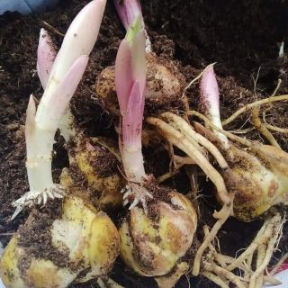 Củ Hoa Ly cánh kép