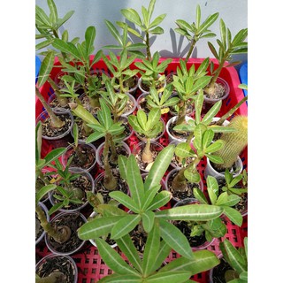 Cây sứ somalen gieo hạt