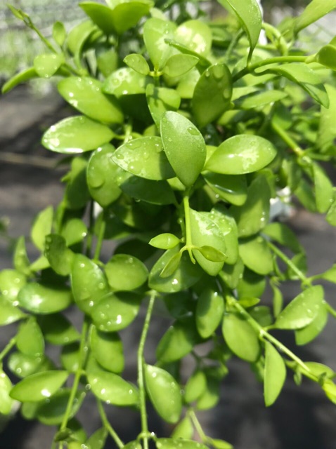 Lá HẠT DƯA XANH chậu treo