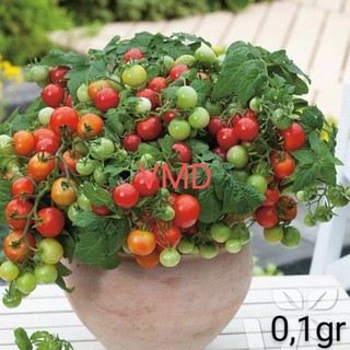 Hạt giống cà chua bi lùn đỏ