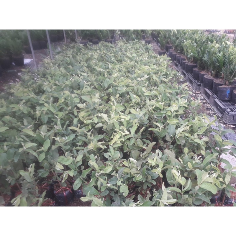 CÂY GIỐNG ỔI NỮ HOÀNG CHIẾT