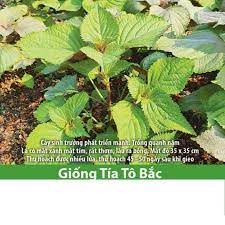Tía tô bắc 70 (2g)