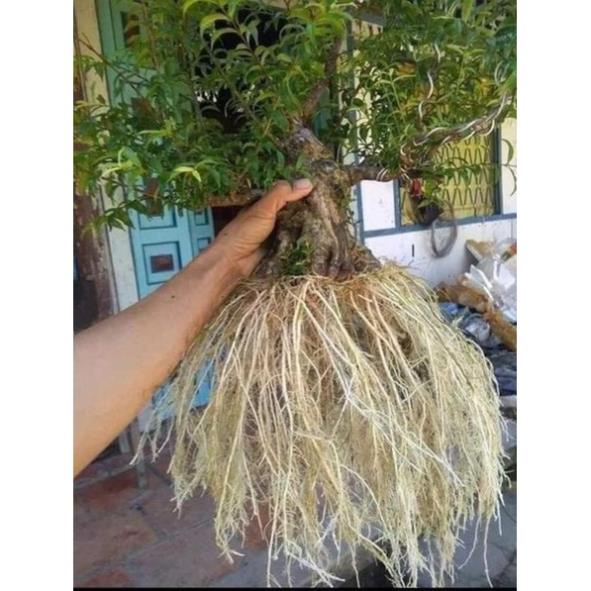 Siêu kích rễ cây hàng Trung Quốc nội địa - polypeptide rooting powder
