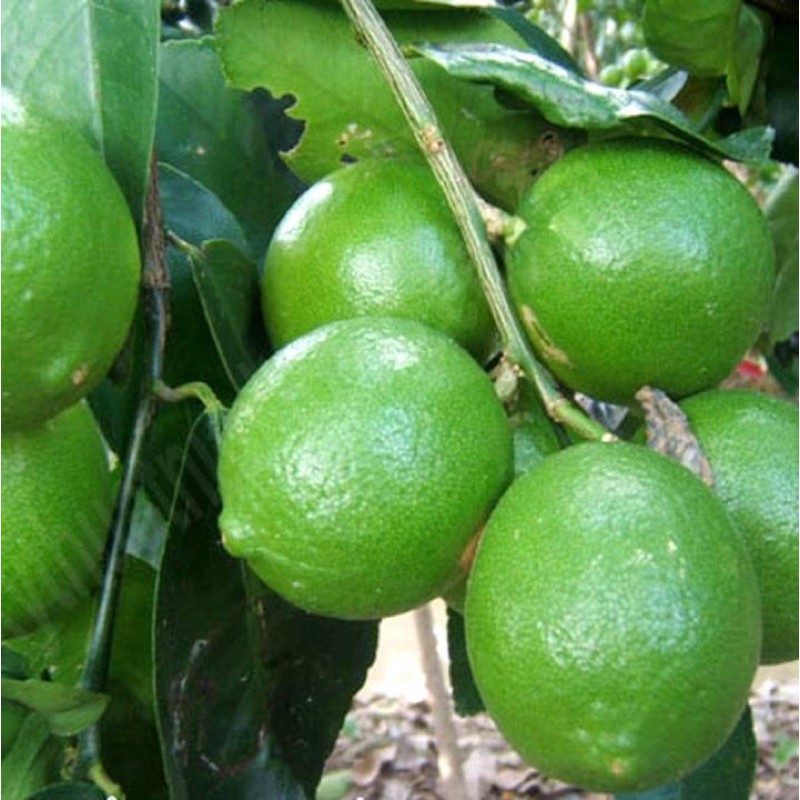 cây chanh tứ quý giống