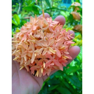 Cây giống bông trang vàng hường