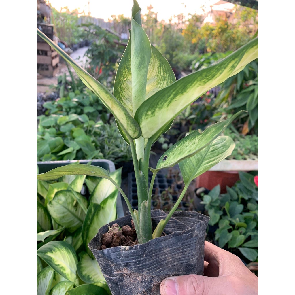 Cây vạn niên thanh, cây sao sáng để bàn