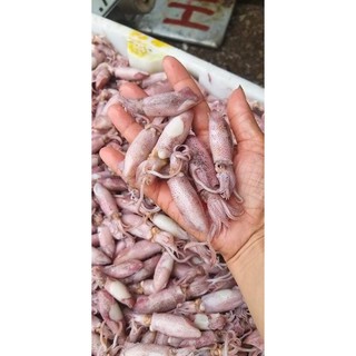 MỰC NHÁY HẤP SƠ