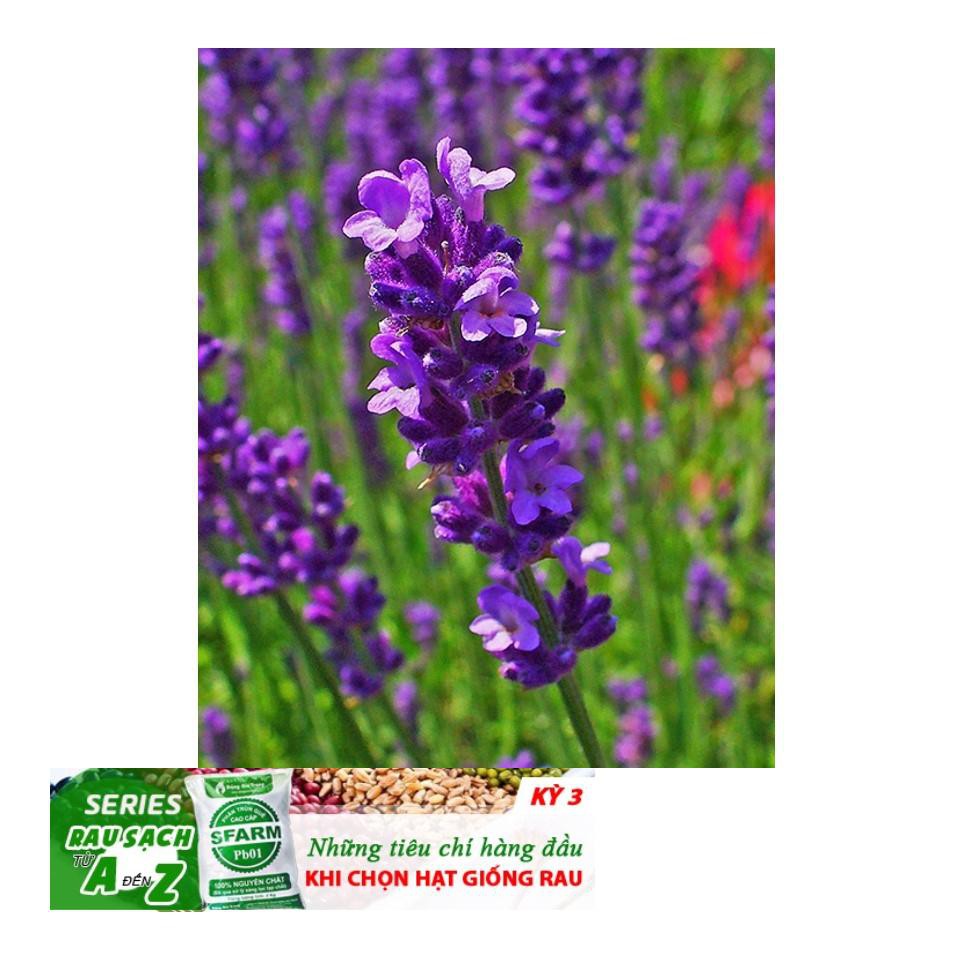 Hạt giống hoa oải hương pháp (lavender) ĐẾN MÙA TRỒNG TẾT