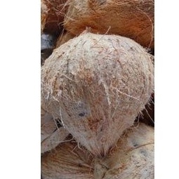 Dừa khô nguyên trái lột vỏ trái trên 1kg