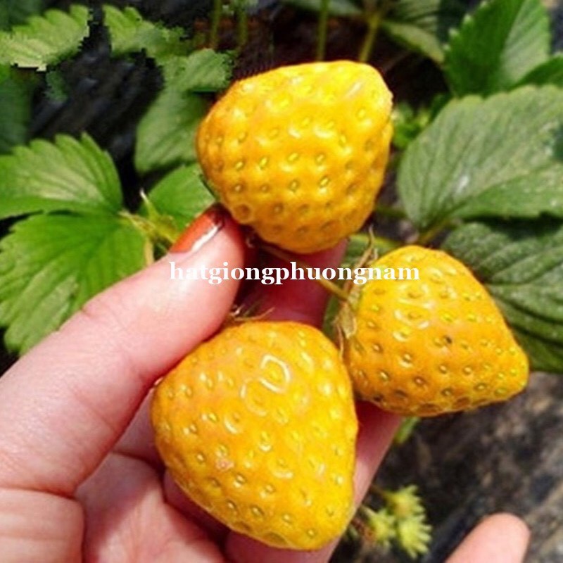 HẠT GIỐNG DÂU TÂY VÀNG