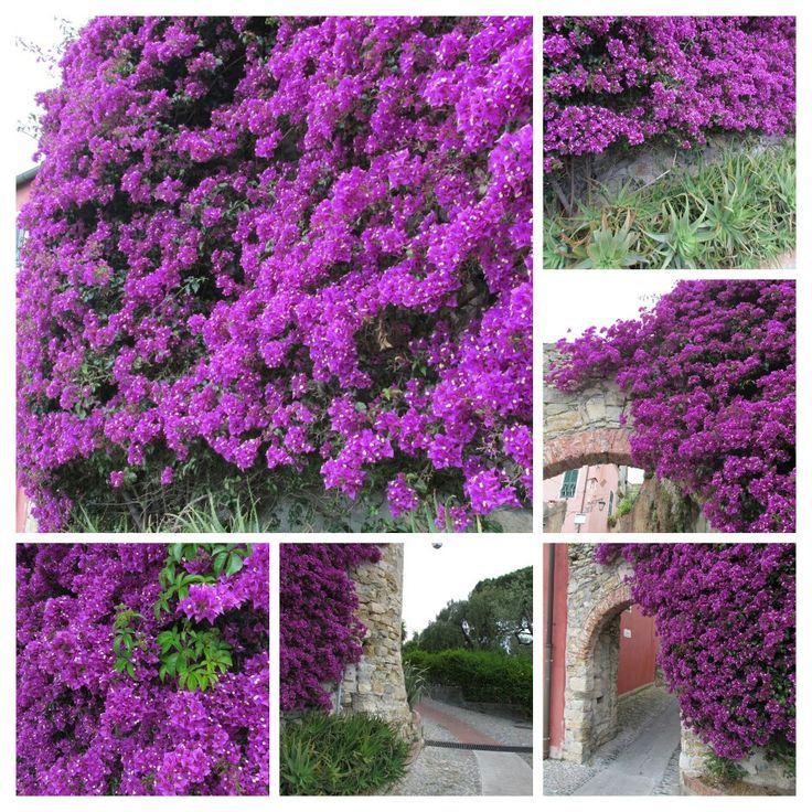 Hạt Giống Hoa Leo Đá Lâu Năm Chịu Hạn - Aubrieta (Aubrieta)