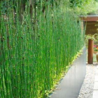 Cây Thiền Trúc (Trúc không lá)