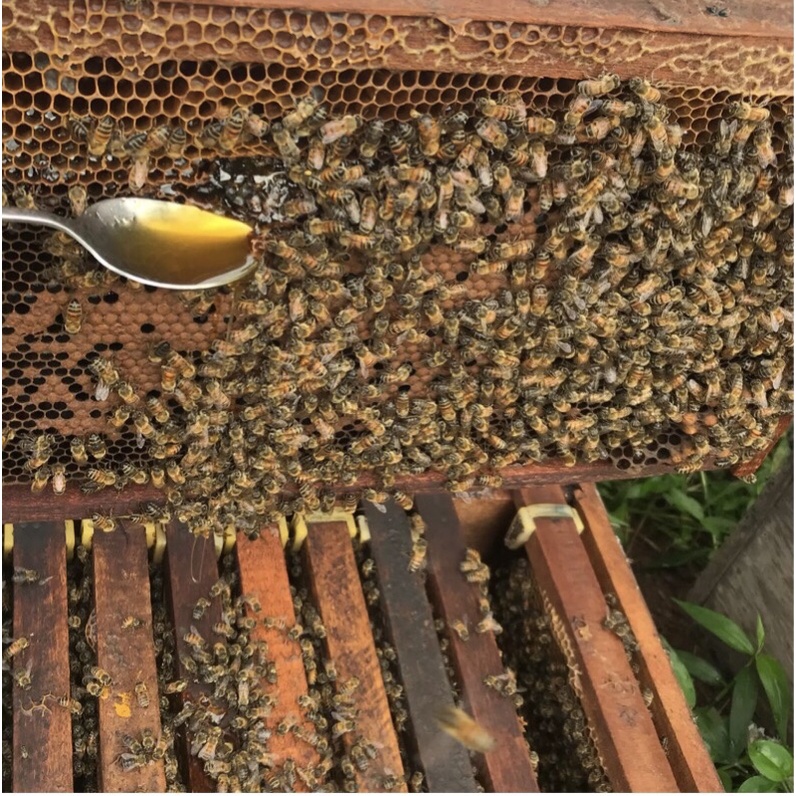 1 Mật ong Nguyên Chất Núi Rừng Tây Nguyên combo 2chai 500ml | BigBuy360 - bigbuy360.vn