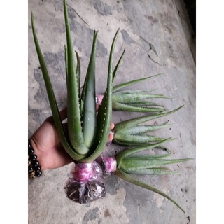 combo 11 cây loại 25k