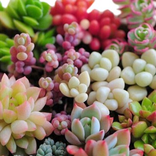 Hạt giống sen đá mix giá rẻ - Shop uy tín