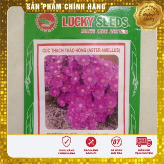 Hạt Giống Hoa Cúc Thạch Thảo( 50-100 hạt)